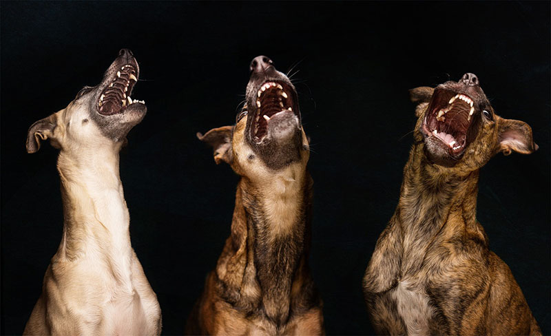 fotografias caninas por Elke Vogelsang