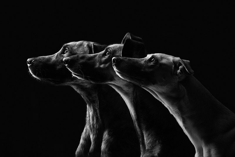 fotografias caninas por Elke Vogelsang