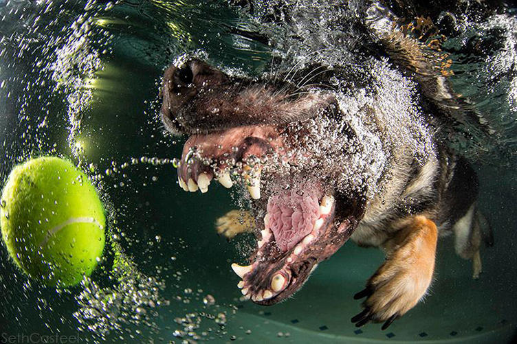 Fotografias subaquáticas de cachorrinhos