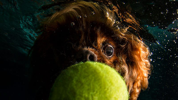 Fotografias subaquáticas de cachorrinhos