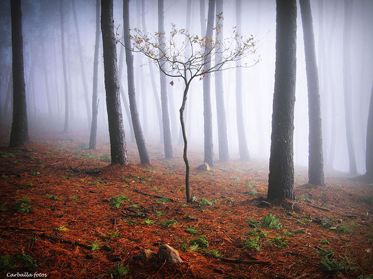 Florestas da Galiza