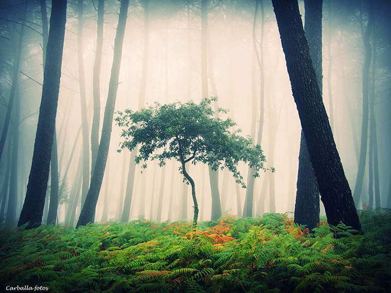 Floresta Mística