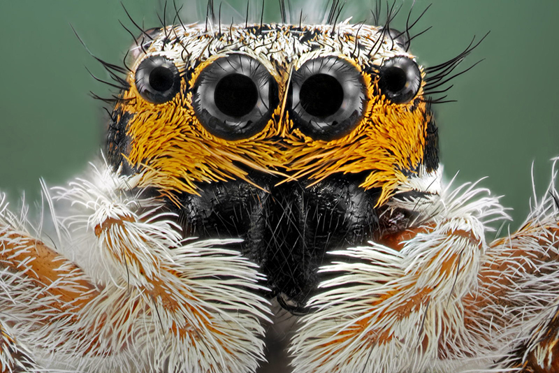 macrofotografias de insetos-Donald-Jusa